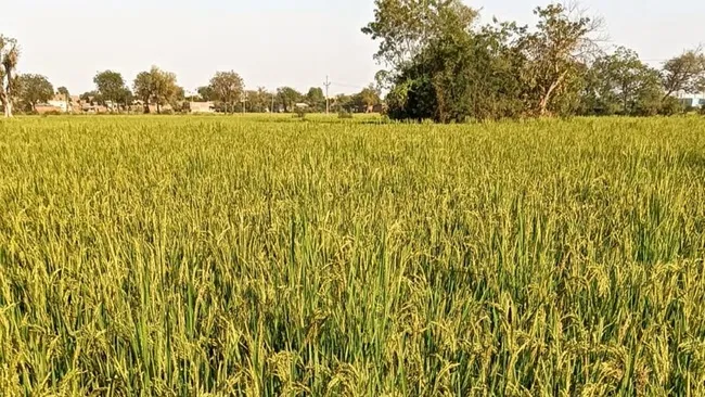 ఎకరానికి ఎంత భూమి..