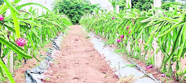 ‘డ్రాగన్‌’ కాసులు!