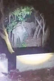 Elephants Group Hulchul At Tirumala Ghat Road5