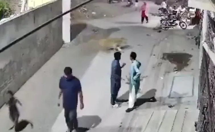 Video Of Escaped Pet Lion In Pakistan Lahore Street