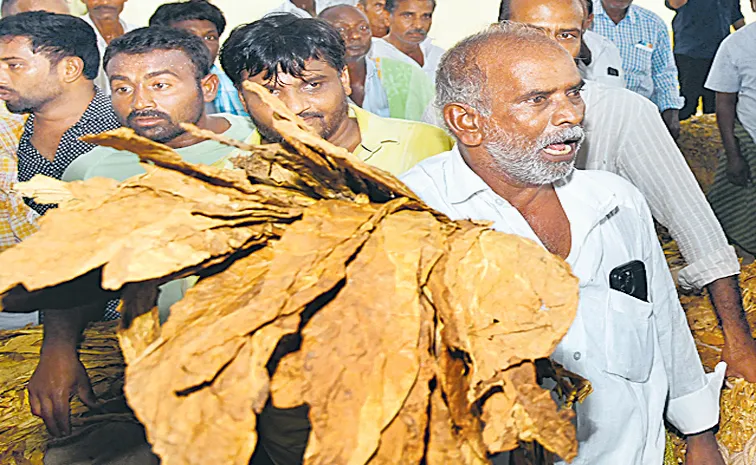 Sakshi Guest Column On Tobacco farmers issues in Chandrababu govt