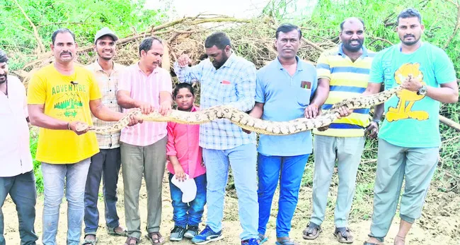 భారీ కొండచిలువ పట్టివేత