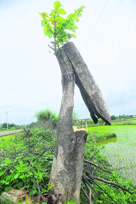 నరికినా బతికేస్తా