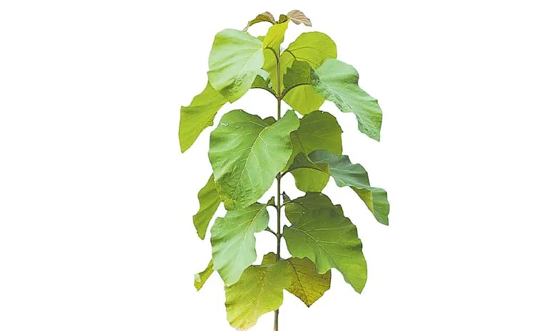 Teak leaves have the ability to block laser radiation