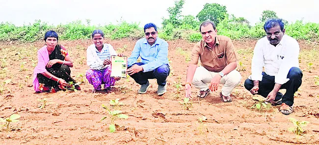 పంటల సాగులో మెలకువలు పాటించాలి