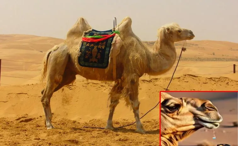 Camel tears to fighting 26 snake venoms