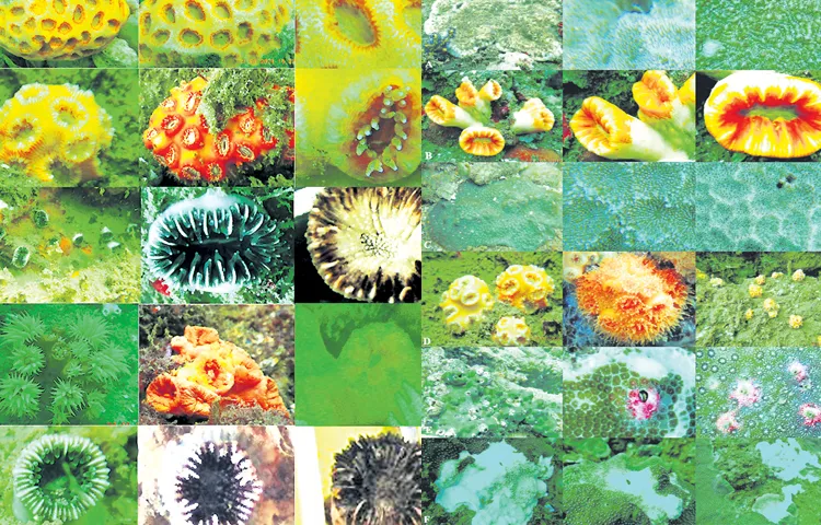 Coral reefs on the east coast