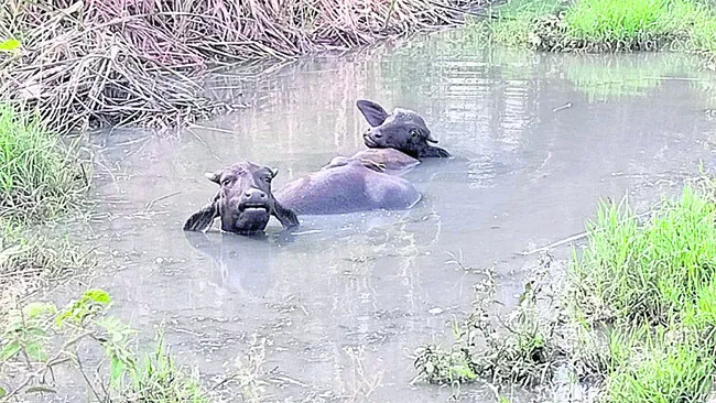 మురిక