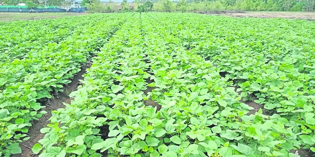 అపరాల