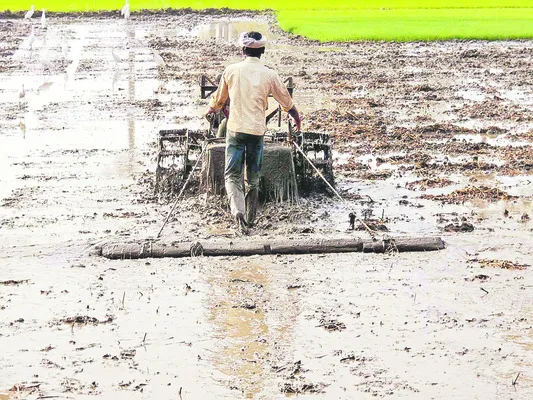 ● పుడమితల్లికి పచ్చబొట్లు