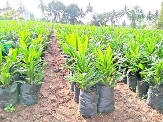 ఆయిల్‌పామ్‌... సాగు లాభదాయకం