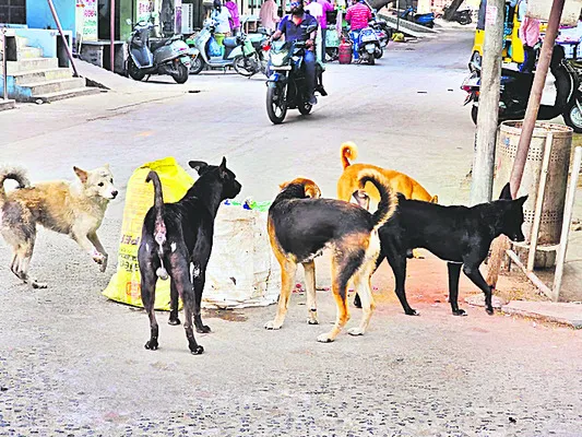 వీధి కుక్కలు .. భౌబోయ్..!