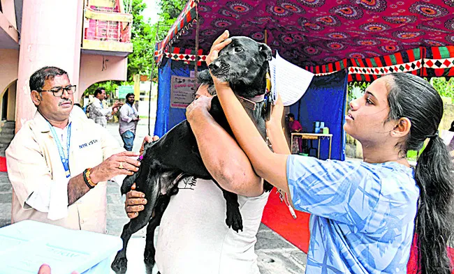 పప్పీ