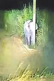 Baby Elephant Caught Eating Sugarcane in Thailand, Hides Behind Pole8