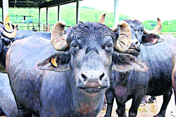 ప్రాణ