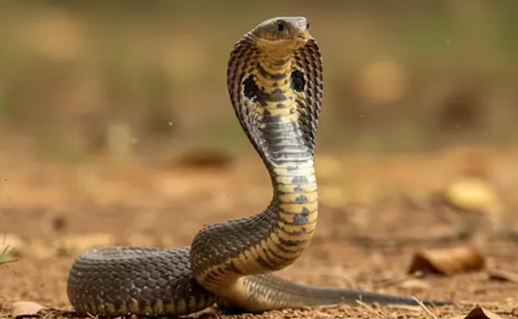 తెలిసి చెడు కర్మలు చేయకుండా ఉండటమే కర్తవ్యం