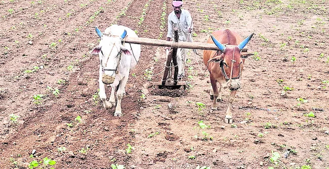 అరక కూలీకి డిమాండ్