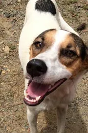 Dog Bark Saves 67 Lives Himachal Village Fact Check Full Details7