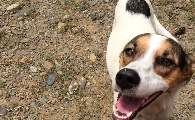 Dog Bark Saves 67 Lives Himachal Village Fact Check Full Details