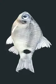 New fish species discovered in Brahmaputra River11