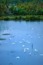the serene backwater islands near Kochi Kadamakkudy praises  Anand Mahindra3