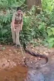 Kerala Forest Officers Daring Rescue Of 16-Foot King Cobra Goes Viral 2