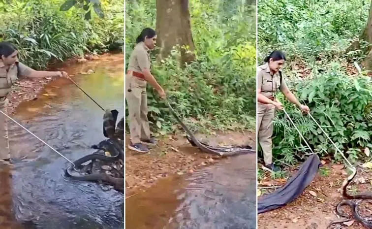 Kerala Forest Officers Daring Rescue Of 16-Foot King Cobra Goes Viral