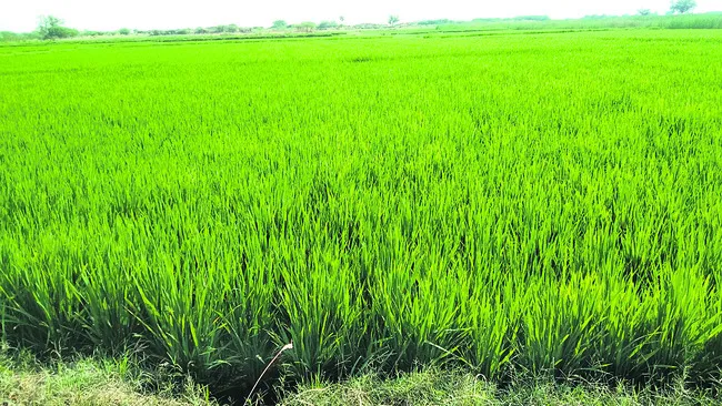 మెట్టకు ప్రాణం పోసిన అపర భగీరథుడు