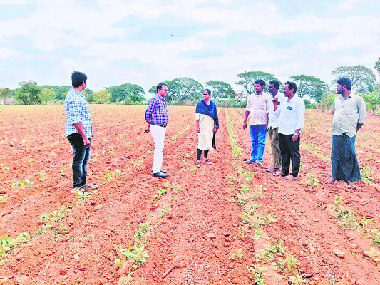 పత్తి