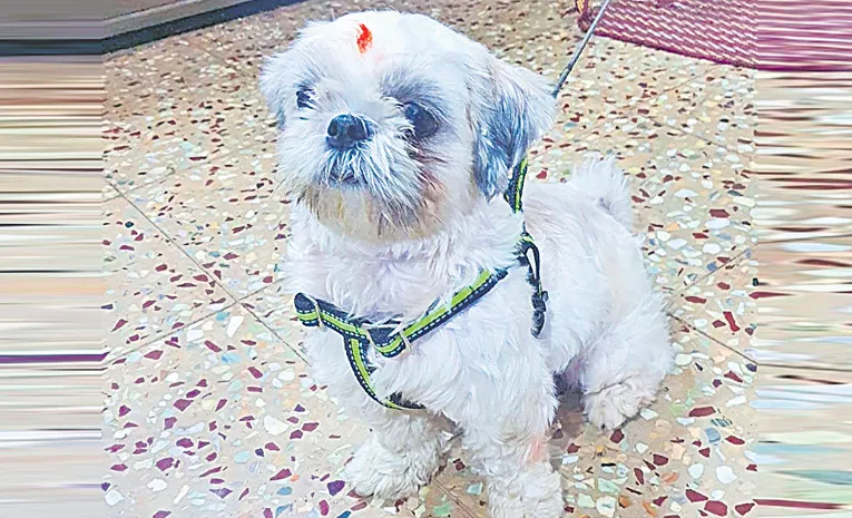 Puppy missing in Amberpet