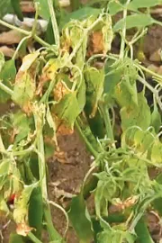 Sagubadi: How to manage nematodes in vegetable crops6