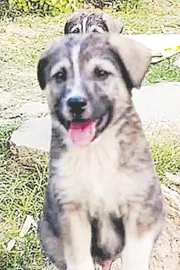 Dog Saves 67 Lives in Mandi Before Landslide Flattens Himachal Village6
