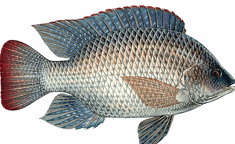 Sagubadi Special story Recirculating aquaculture system Modern fish farming
