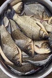 Sagubadi Special story  Recirculating aquaculture system Modern fish farming 11