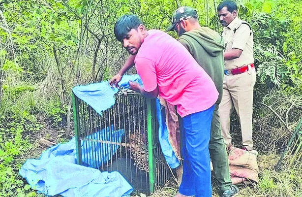చిరుత