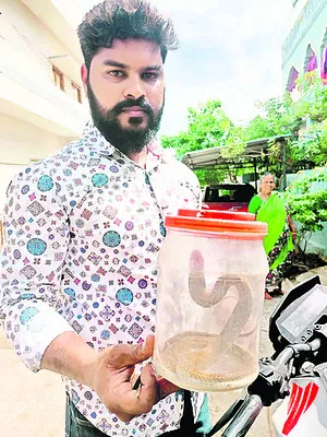 నాగుప