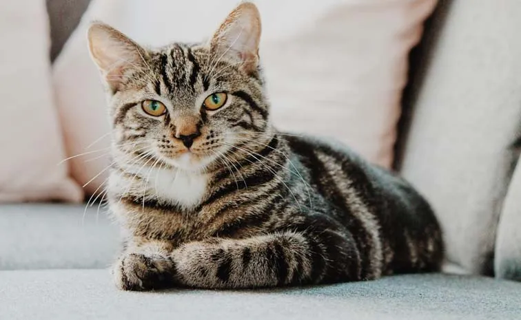 Strange Story Agras Cat Protected By Cops And Home Guards Goes Viral