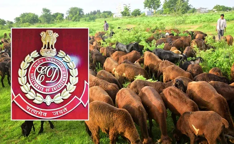 ED statement on Telangana sheep distribution scam case