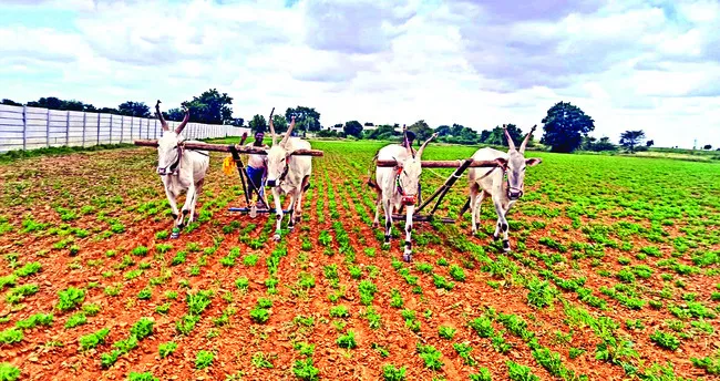 భారీగా పడిపోయిన వేరుశనగ సాగు
