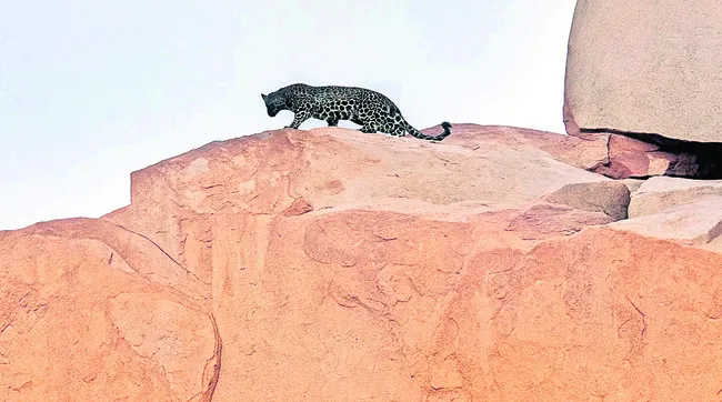తుంగభ