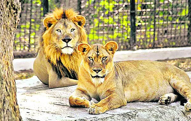 మైసూర
