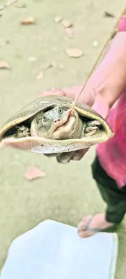 18 తా