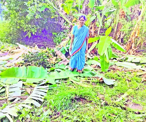 ఆగని ఏనుగుల దాడులు 
