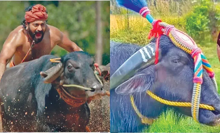 kantara kambala buffalo