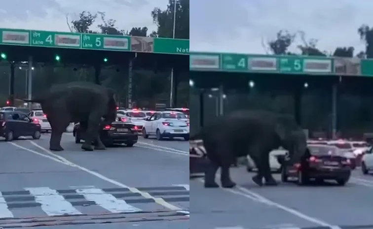 Elephant Hulchul Near Toll Plaza On Dehradun-Haridwar Highway