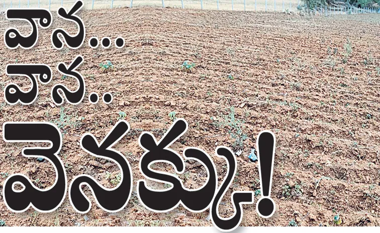 Crops are drying up by lack of rain in Andhra Pradesh