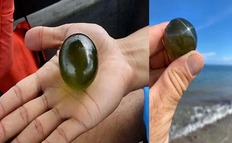 Valonia Ventricosa The Largest Single Celled Organism 2