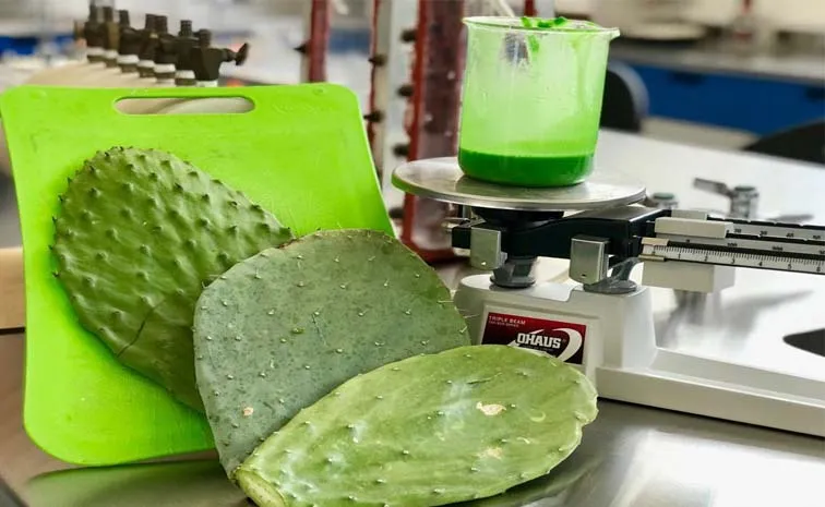 How to make biodegradable plastic from cactus juice