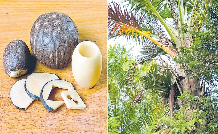 Tagua Nut Guide: South Americas Vegetable Ivory 5