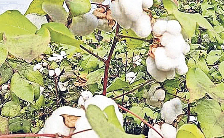 Cotton prices down from Rs 8400 to Rs 7200 per quintal